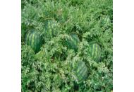 Крисби F1 - семена арбуза, 1000 семян, Nunhems/Нунемс (Голландия) фото, цена